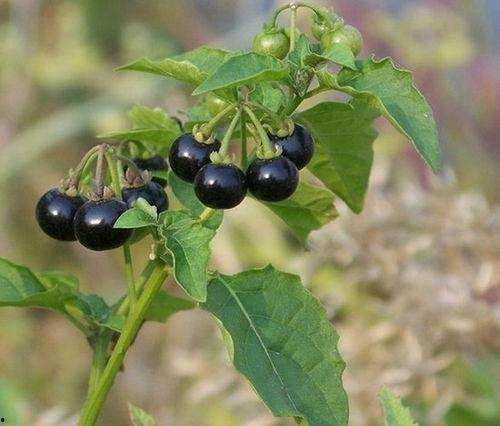 龙葵吃瓜后续,揭秘神秘瓜果背后的奇幻之旅