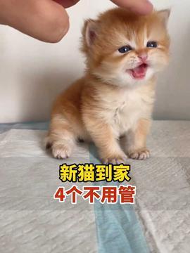 猫粮吃瓜视频,宠物饮食背后的真相