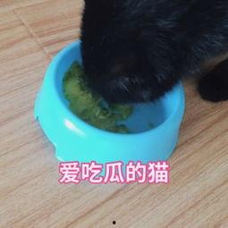 猫粮吃瓜视频,宠物饮食背后的真相