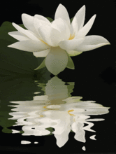 避暑吃瓜诗句大全,避暑吃瓜诗句大全赏析