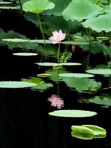 避暑吃瓜诗句大全,避暑吃瓜诗句大全赏析