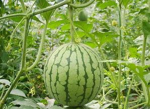 没吃懂的瓜,揭秘那些让人一头雾水的八卦传闻