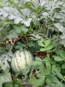 九号院吃瓜,揭秘娱乐圈背后的那些事儿