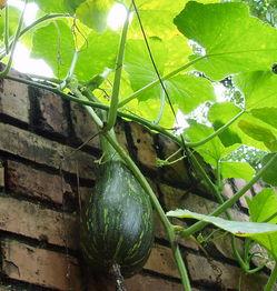 九号院吃瓜,揭秘娱乐圈背后的那些事儿