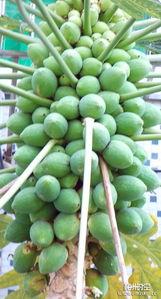 绿色的当水果吃的瓜,当水果吃的瓜类探索