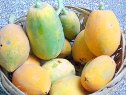 绿色的当水果吃的瓜,当水果吃的瓜类探索