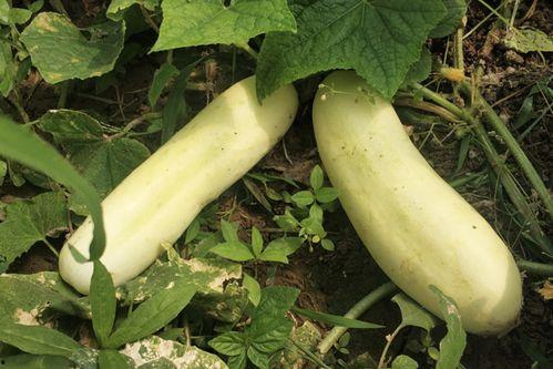 绿色的当水果吃的瓜,当水果吃的瓜类探索