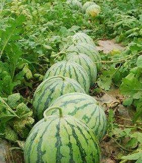 吃浇瓜的季节,尽享清凉——吃浇瓜的季节