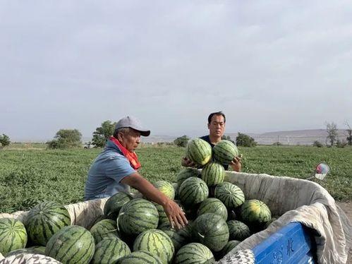 寨里吃瓜,探寻乡村夏日里的悠闲时光