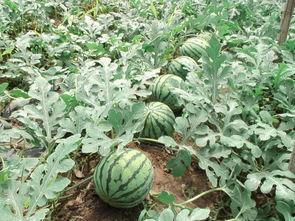 莒县洛河都在吃瓜,瓜果飘香，共享田园时光