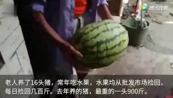 我是吃瓜视频,带你领略网络热点的幕后故事