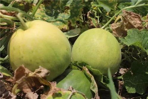 吃瓜神器甜瓜,夏日消暑的“吃瓜神器”