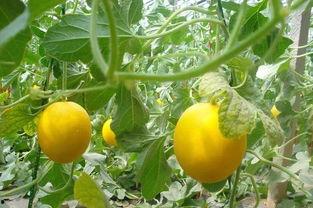 吃伊丽莎白瓜舌头蜇,揭秘伊丽莎白瓜的神奇蜇感体验