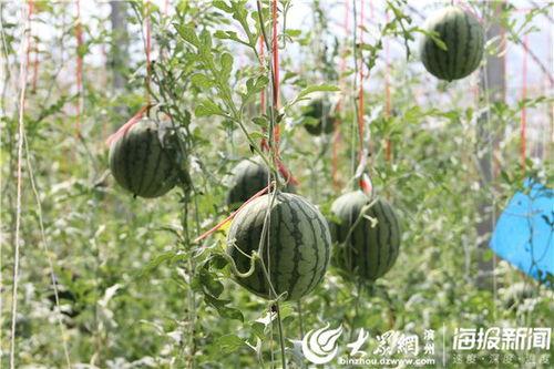 青农吃瓜事件视频,一场网络热议的瓜田奇谈