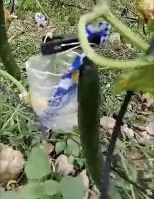 青农吃瓜事件视频,一场网络热议的瓜田奇谈