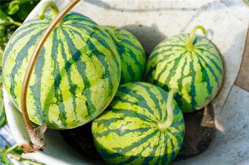 五点吃瓜,揭秘娱乐圈那些不为人知的幕后故事