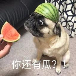 吃瓜表情包阿姨,揭秘网络红人的魅力与影响力