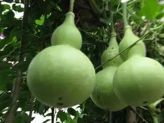 吃瓜后恶心,揭秘吃瓜背后的健康隐患