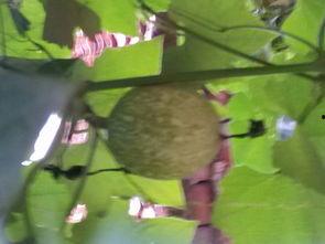 搂瓜吃瓜,揭秘“搂瓜吃瓜”的独特魅力