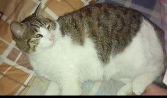 猫吃京瓜,猫咪的京瓜美食之旅