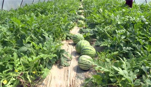 乌海最新吃瓜事件视频,视频揭秘惊人真相！