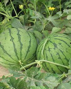 吃瓜98年,见证时代变迁的“瓜界”风云