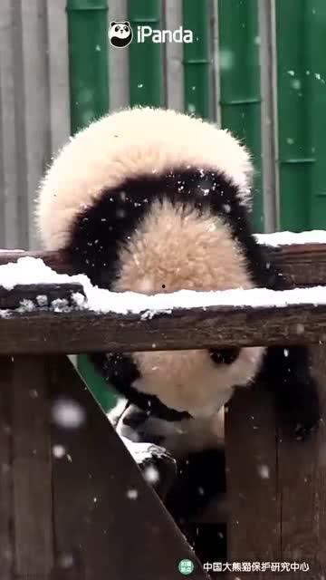 吃瓜小熊日本,揭秘日本美食文化之旅