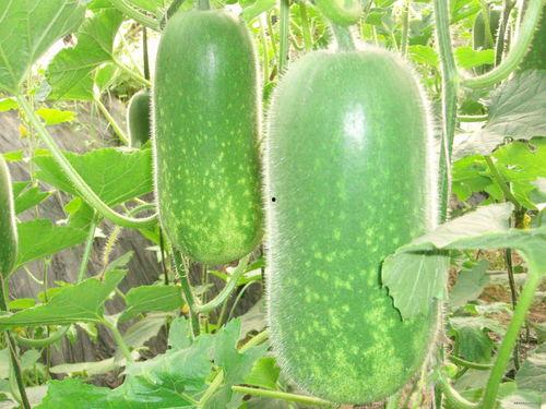 vx吃瓜吗,网络舆论场的新动向