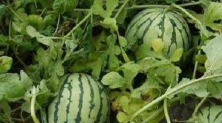 吃瓜盟主讲大连,吃瓜盟主带你领略这座海滨城市的魅力