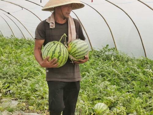 吃瓜信阳,吃瓜群众的美食之旅