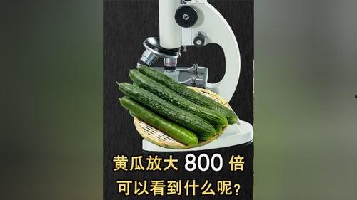 人类大和谐吃瓜,探寻人类大和谐下的吃瓜文化