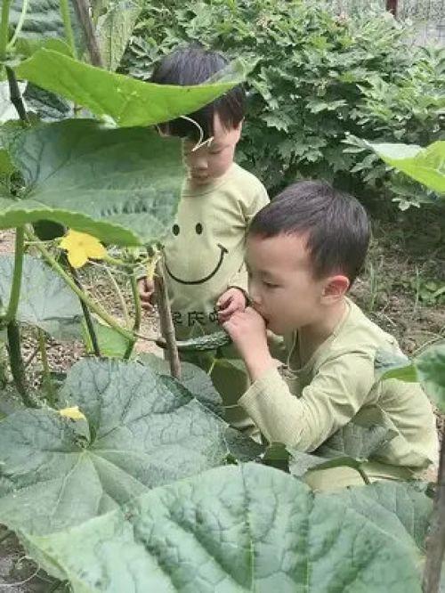 人类大和谐吃瓜,探寻人类大和谐下的吃瓜文化