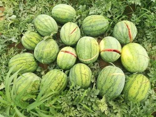 吃瓜篓子牙烂了,揭秘瓜农的辛酸与生活困境