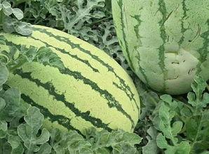 看看吃瓜的样子,揭秘围观者的心理世界