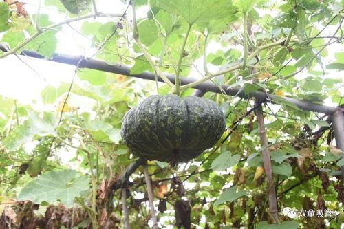 看看吃瓜的样子,揭秘围观者的心理世界