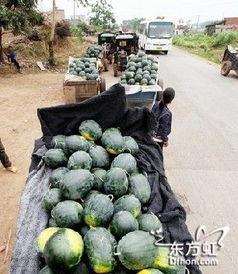 安平外卖吃瓜事件,一场网络舆论的风暴与反思