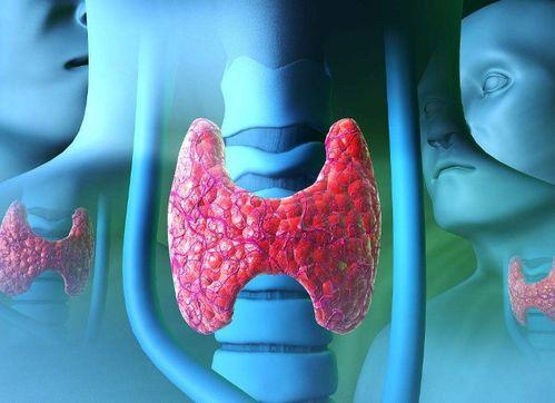 甲状腺可以吃瓜,瓜类美食的适量享用之道