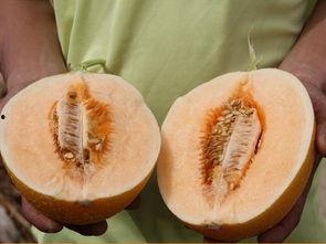 夏唯超级吃瓜,揭秘娱乐圈幕后风云