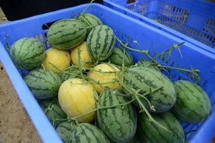 王吃瓜,揭秘娱乐圈幕后故事