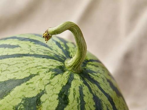 王吃瓜,揭秘娱乐圈幕后故事