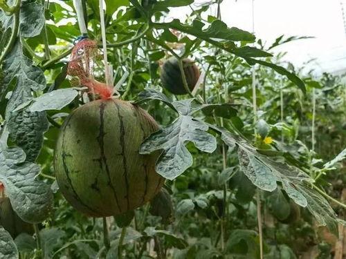 七创社吃瓜,揭秘娱乐圈幕后风云