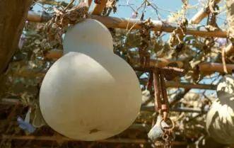 瓢瓜葫芦可以吃吗,揭秘可食用之谜