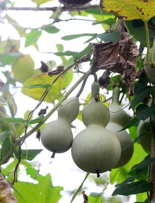 瓢瓜葫芦可以吃吗,揭秘可食用之谜