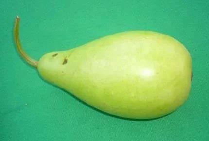 长水痘可以吃蒲瓜,长水痘期间的食疗之道