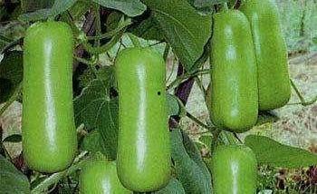 长水痘可以吃蒲瓜,长水痘期间的食疗之道