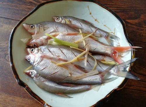 飞瓜吃小鱼,一场生态平衡的奇妙冒险