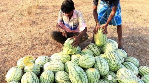 梦见摘长条瓜吃,揭秘摘长条瓜吃的神秘寓意