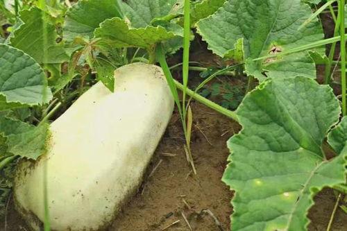 梦见摘长条瓜吃,揭秘摘长条瓜吃的神秘寓意