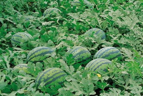 广商吃瓜群,揭秘校园生活那些事儿