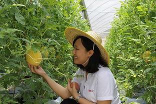 吃青州自己的瓜